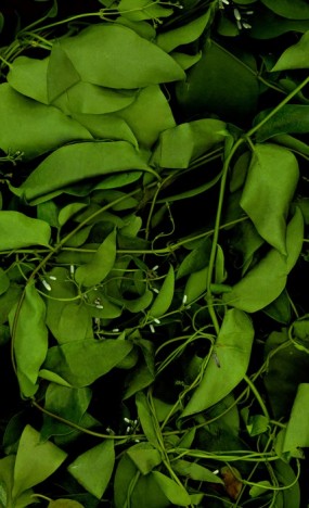 "Disappearing Landscape -Reason To Be a Leaf" 2007, moving digital image, 9 min, courtesy of Yuan Goang-ming