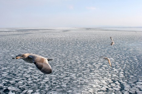 Gulls flying above floating ice at Abashiri, Hokkaido