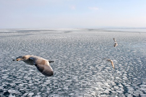 Gulls flying above floating ice at Abashiri, Hokkaido Gulls flying above floating ice at Abashiri, Hokkaido