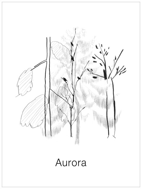 AURORA