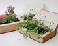 HONBACHI/本鉢