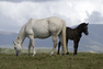 Inishturkbeg