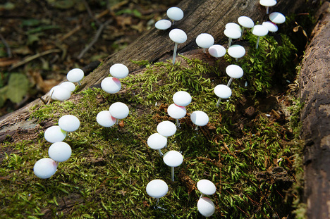 toshihiko-shibuya-plants-white-mushroom-breeding-project-sapporo-designboom-03.jpg