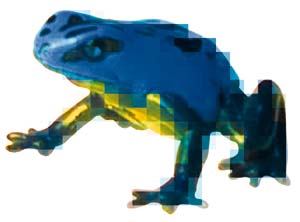 BLUEBERRYFROG