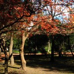 Botanical Gardens of Buenos Aires