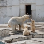 Sapporo Maruyama Zoo