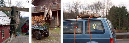 Deer