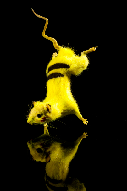 superrat