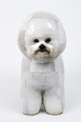 BichonFrise_2013